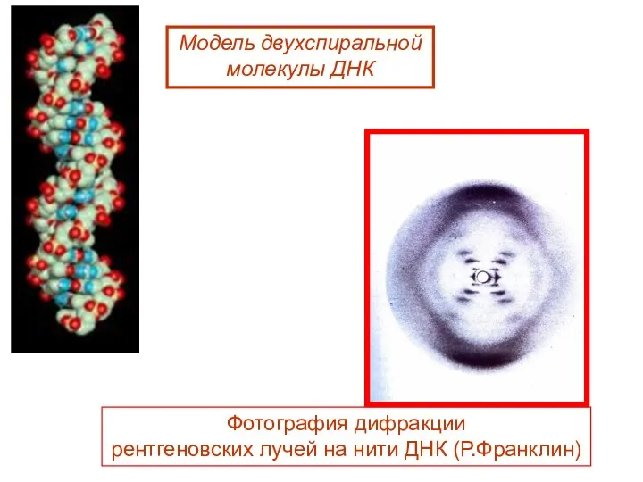 Модель двухспиральной молекулы ДНК Фотография дифракции рентгеновских лучей на нити ДНК (Р.Франклин)