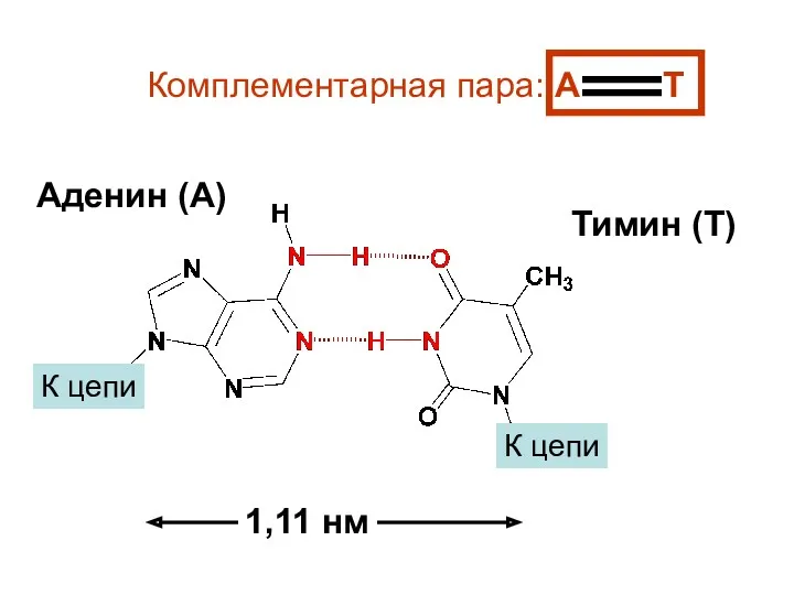 К цепи К цепи Тимин (Т) Аденин (А) 1,11 нм Комплементарная пара: А Т