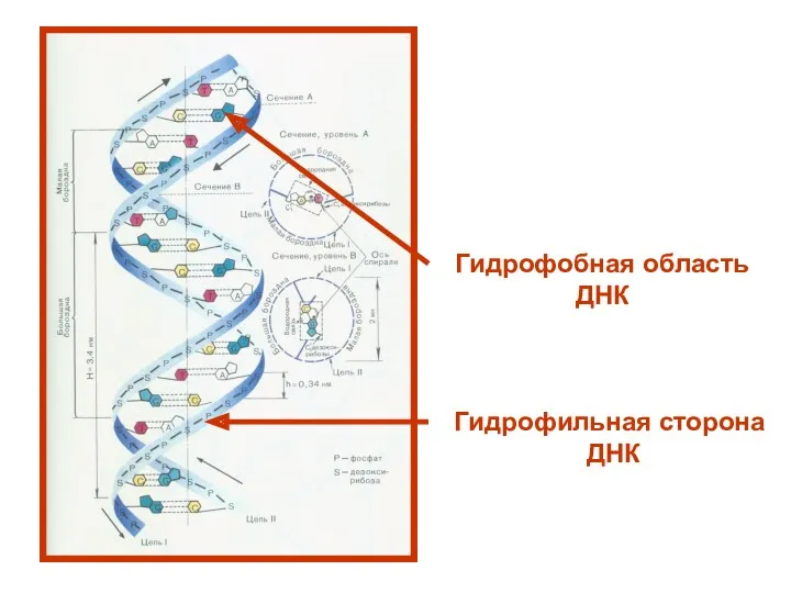 Гидрофобная область ДНК Гидрофильная сторона ДНК