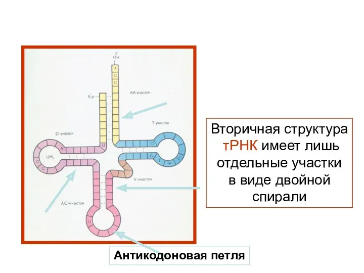 Вторичная структура тРНК имеет лишь отдельные участки в виде двойной спирали Антикодоновая петля