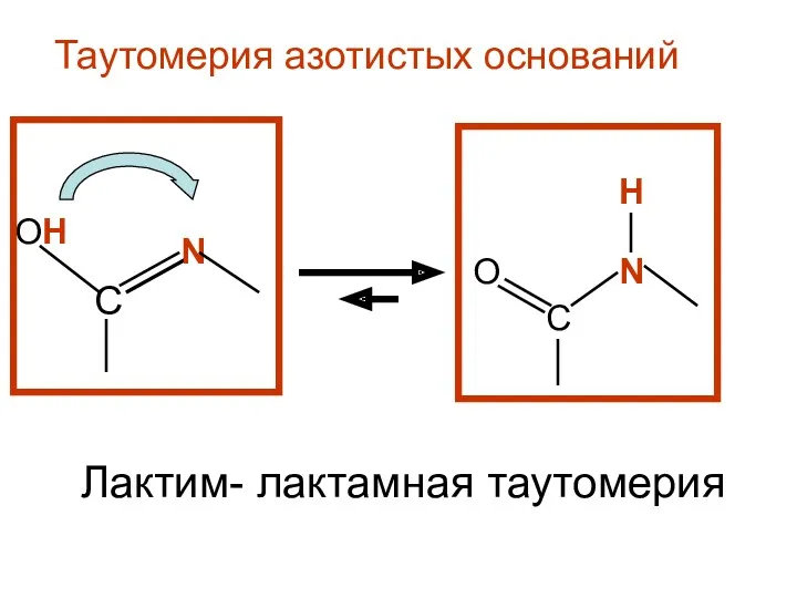 Таутомерия азотистых оснований С N OH C O N H Лактим- лактамная таутомерия