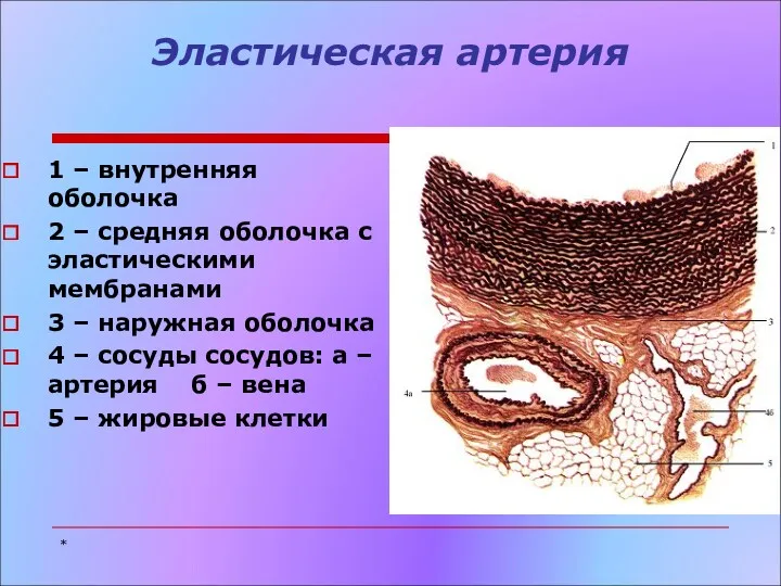 Эластическая артерия 1 – внутренняя оболочка 2 – средняя оболочка