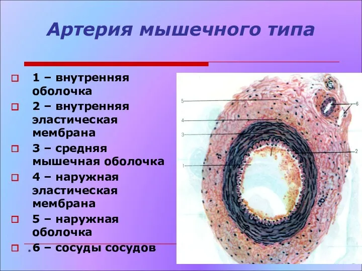 Артерия мышечного типа 1 – внутренняя оболочка 2 – внутренняя