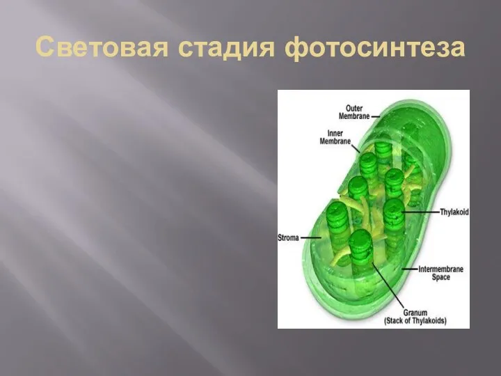 Световая стадия фотосинтеза