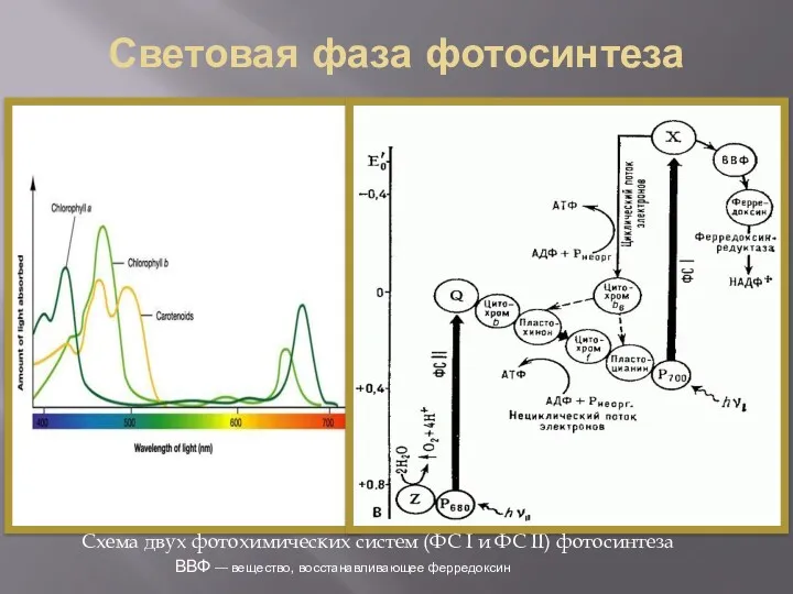 Световая фаза фотосинтеза Схема двух фотохимических систем (ФС I и
