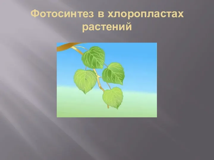 Фотосинтез в хлоропластах растений