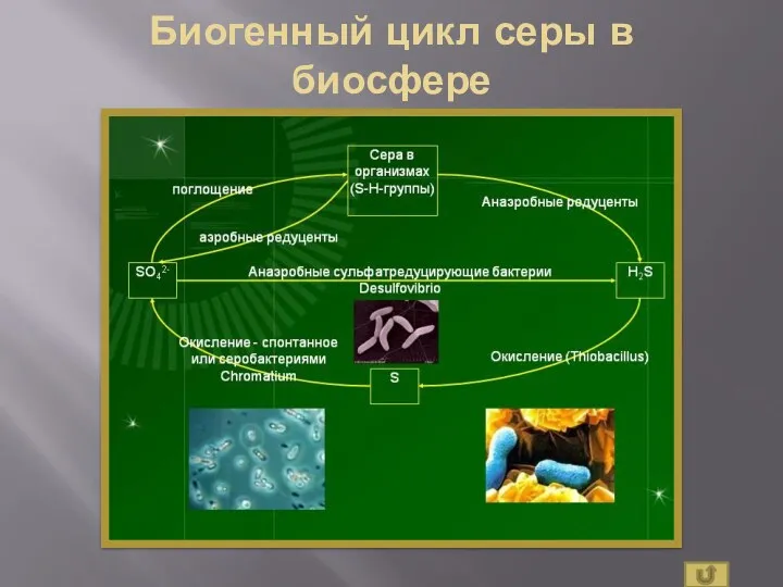 Биогенный цикл серы в биосфере