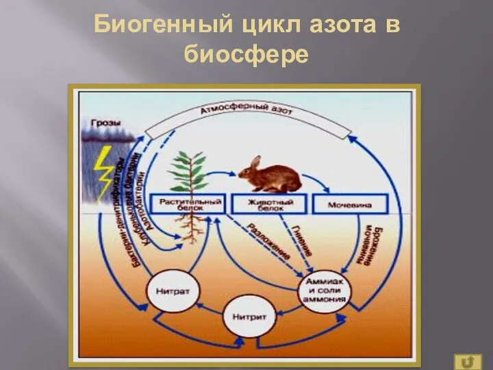 Биогенный цикл азота в биосфере