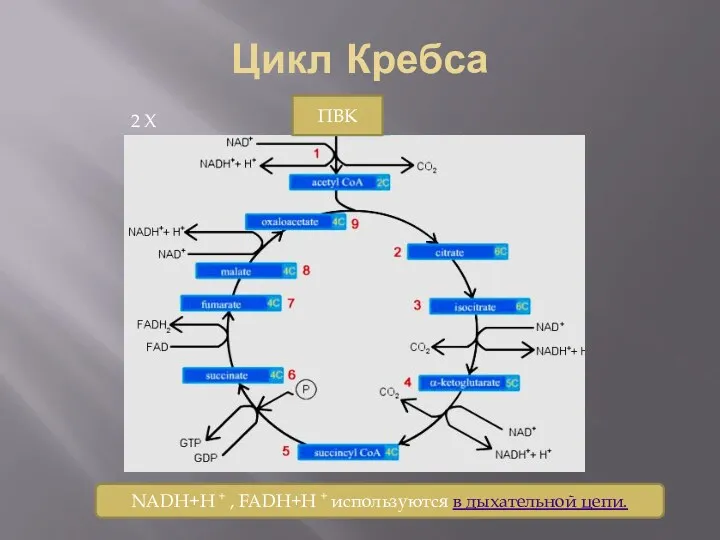 Цикл Кребса ПВК 2 Х NADH+H + , FADH+H + используются в дыхательной цепи.