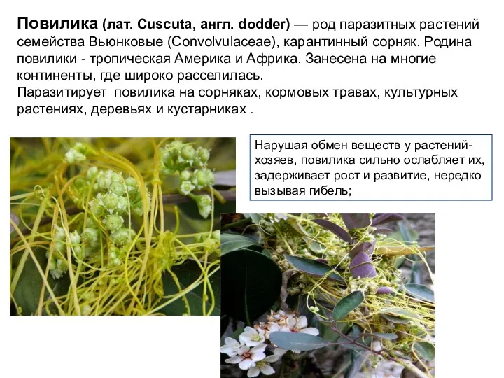 Повилика (лат. Cuscuta, англ. dodder) — род паразитных растений семейства