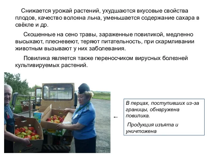 В перцах, поступивших из-за границы, обнаружена повилика. Продукция изъята и