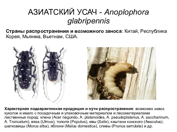 АЗИАТСКИЙ УСАЧ - Anoplophora glabripennis Страны распространения и возможного заноса: