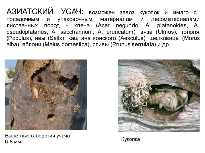 АЗИАТСКИЙ УСАЧ: возможен завоз куколок и имаго с посадочным и