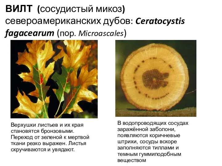 ВИЛТ (сосудистый микоз) североамериканских дубов: Ceratocystis fagacearum (пор. Microascales) Верхушки