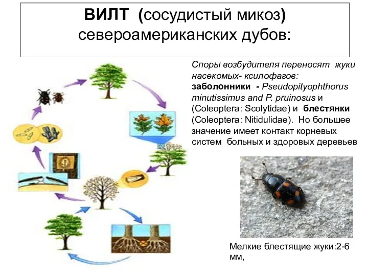 ВИЛТ (сосудистый микоз) североамериканских дубов: Споры возбудителя переносят жуки насекомых-