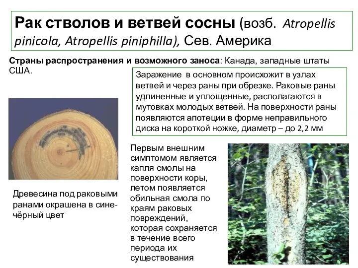 Рак стволов и ветвей сосны (возб. Atropellis pinicola, Atropellis piniphilla),