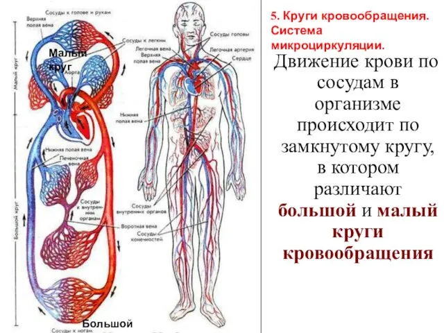 Движение крови по сосудам в организме происходит по замкнутому кругу,
