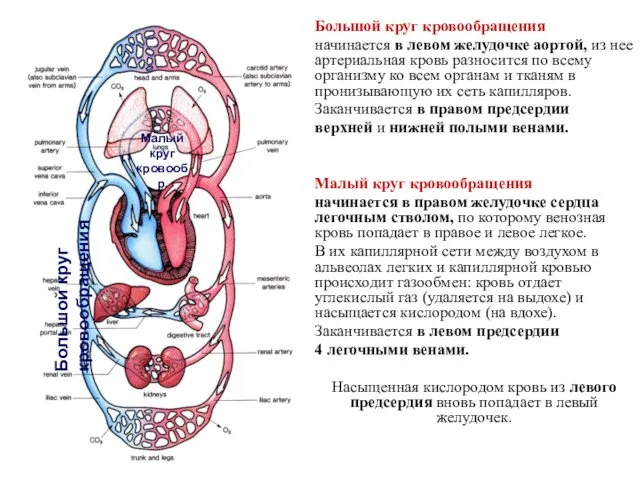 Большой круг кровообращения начинается в левом желудочке аортой, из нее артериальная кровь разносится