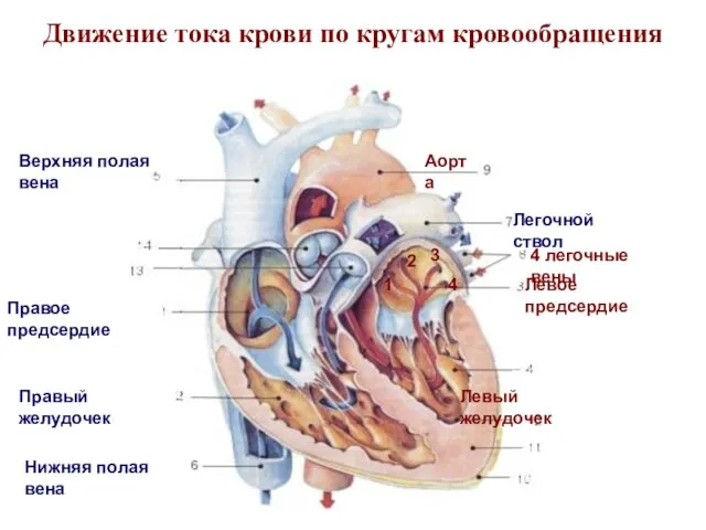 Движение тока крови по кругам кровообращения Аорта Легочной ствол Правое предсердие Правый желудочек