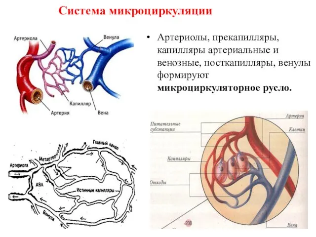 Система микроциркуляции Артериолы, прекапилляры, капилляры артериальные и венозные, посткапилляры, венулы формируют микроциркуляторное русло.