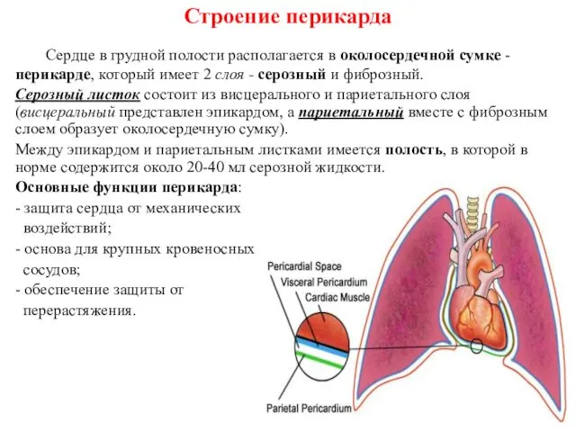 Строение перикарда Сердце в грудной полости располагается в околосердечной сумке