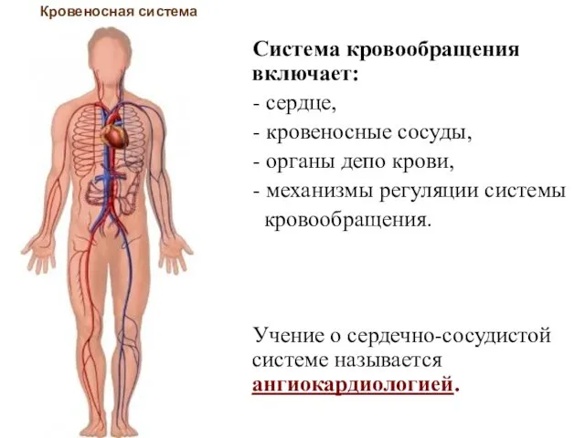 Система кровообращения включает: - сердце, - кровеносные сосуды, - органы депо крови, -