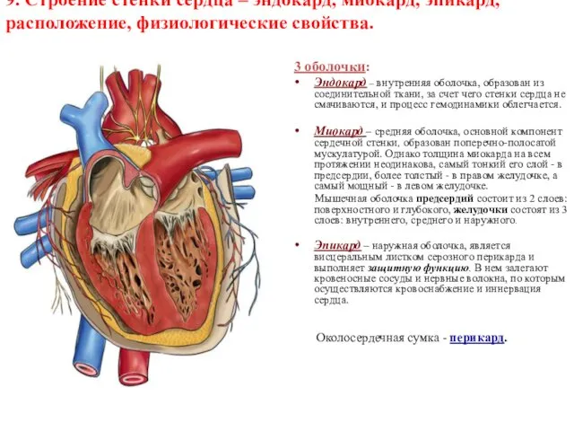 9. Строение стенки сердца – эндокард, миокард, эпикард, расположение, физиологические