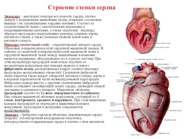 Строение стенки сердца Эндокард - выстилает изнутри все полости сердца, плотно сращен с