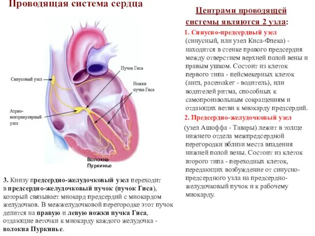 Проводящая система сердца Центрами проводящей системы являются 2 узла: 1. Синусно-предсердный узел (синусный,