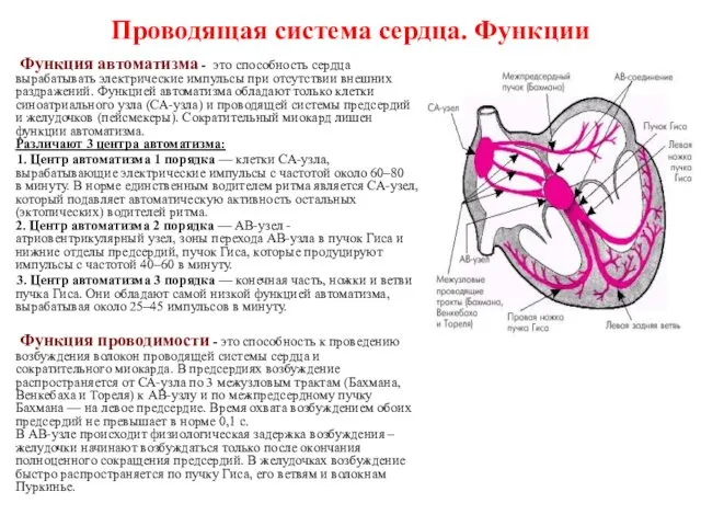 Проводящая система сердца. Функции Функция автоматизма - это способность сердца