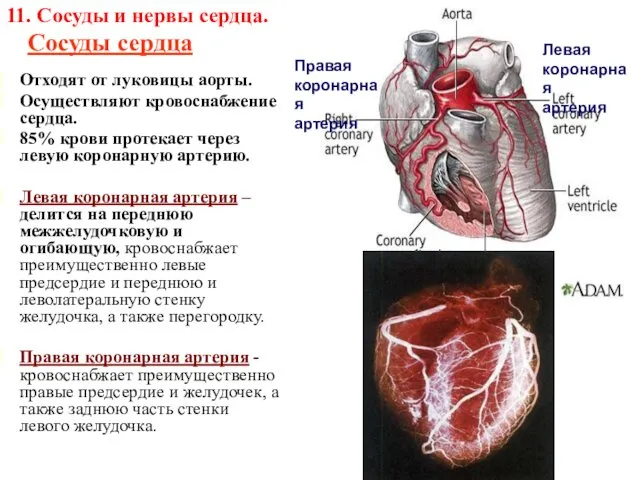 11. Сосуды и нервы сердца. Сосуды сердца Отходят от луковицы аорты. Осуществляют кровоснабжение