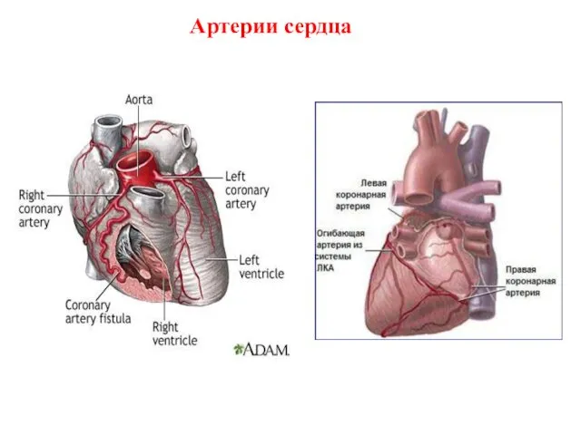 Артерии сердца