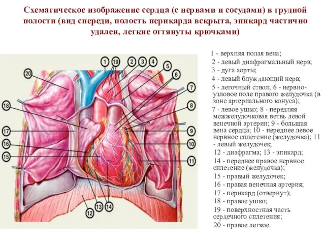 Схематическое изображение сердца (с нервами и сосудами) в грудной полости (вид спереди, полость