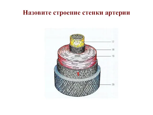 Назовите строение стенки артерии 1