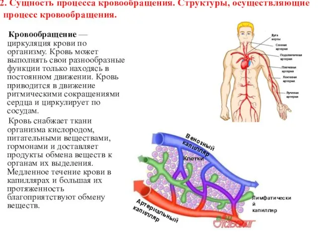 2. Сущность процесса кровообращения. Структуры, осуществляющие процесс кровообращения. Кровообращение — циркуляция крови по