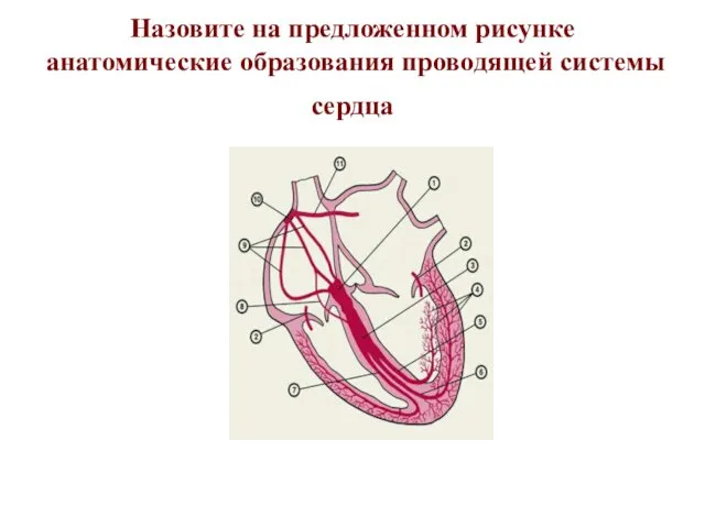 Назовите на предложенном рисунке анатомические образования проводящей системы сердца