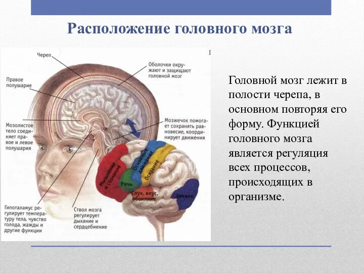 Расположение головного мозга Головной мозг лежит в полости черепа, в основном повторяя его