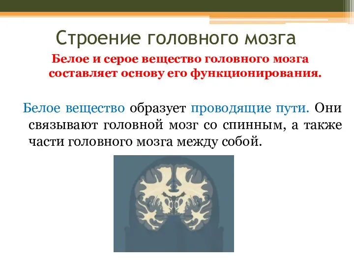 Строение головного мозга Белое и серое вещество головного мозга составляет основу его функционирования.