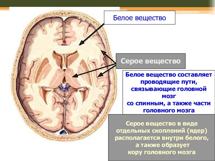 Белое вещество Серое вещество Белое вещество составляет проводящие пути, связывающие головной мозг со