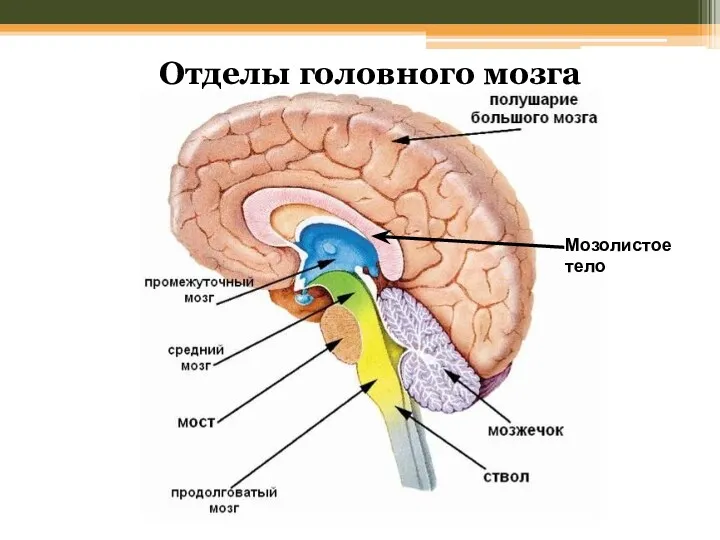 Отделы головного мозга Мозолистое тело