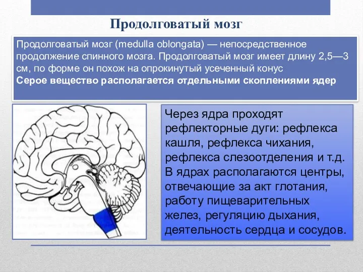 Продолговатый мозг Продолговатый мозг (medulla oblongata) — непосредственное продолжение спинного мозга. Продолговатый мозг