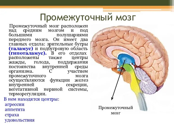Промежуточный мозг Промежуточный мозг расположен над средним мозгом и под большими полушариями переднего