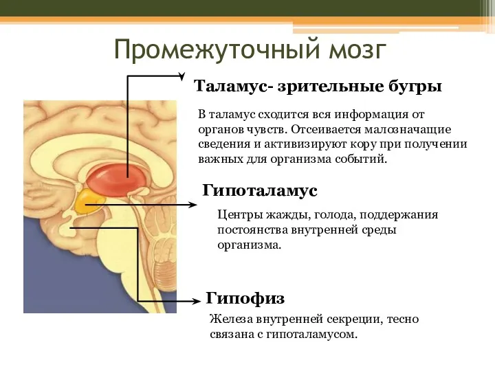 Промежуточный мозг Таламус- зрительные бугры В таламус сходится вся информация от органов чувств.