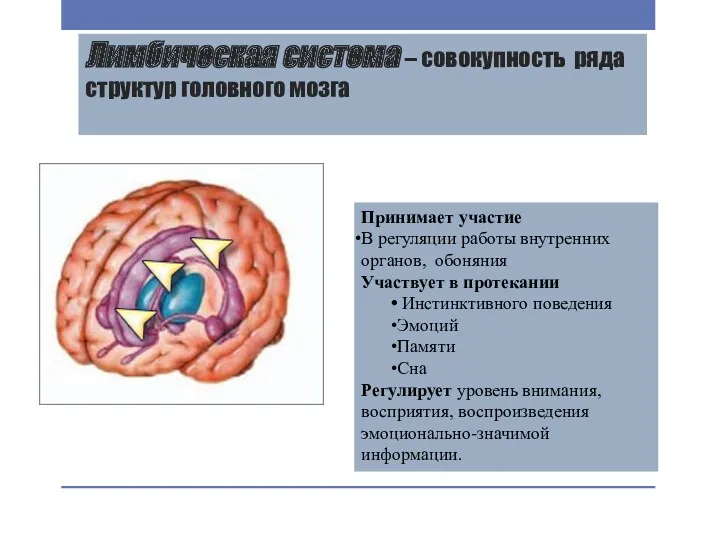 Лимбическая система – совокупность ряда структур головного мозга Принимает участие