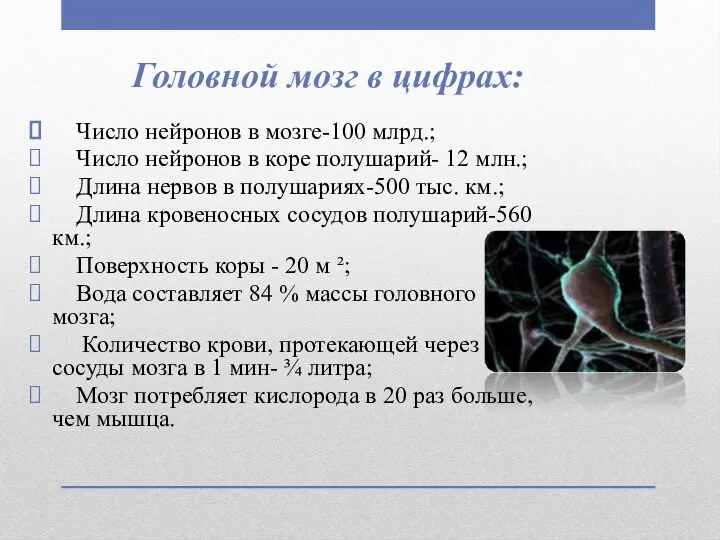 Головной мозг в цифрах: Число нейронов в мозге-100 млрд.; Число нейронов в коре