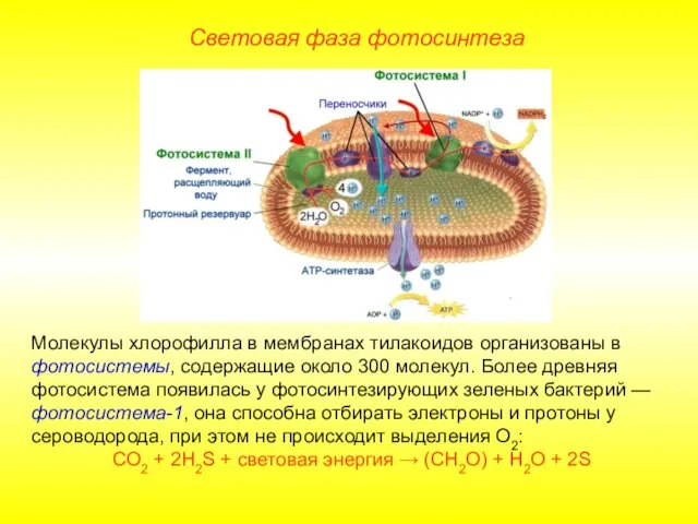 Световая фаза фотосинтеза Молекулы хлорофилла в мембранах тилакоидов организованы в фотосистемы, содержащие около