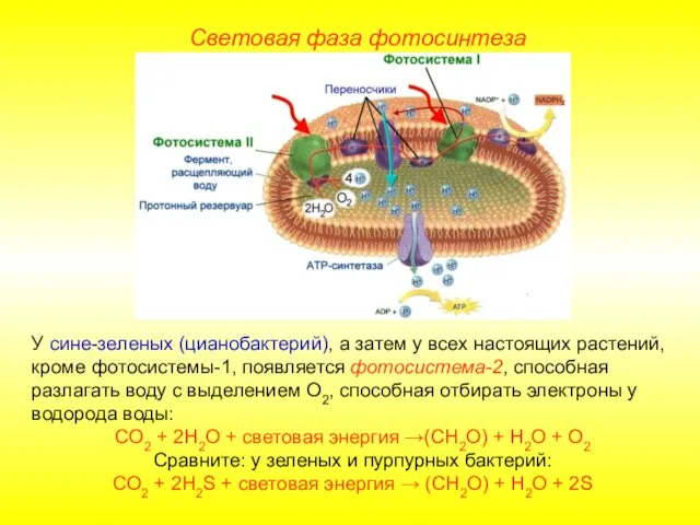 У сине-зеленых (цианобактерий), а затем у всех настоящих растений, кроме фотосистемы-1, появляется фотосистема-2,