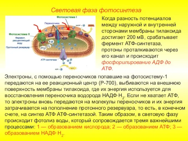 Электроны, с помощью переносчиков попавшие на фотосистему-1 передаются на ее реакционный центр (Р-700),