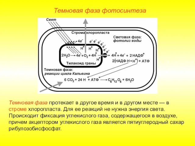 Темновая фаза фотосинтеза Темновая фаза протекает в другое время и в другом месте