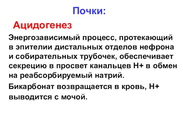 Почки: Ацидогенез Энергозависимый процесс, протекающий в эпителии дистальных отделов нефрона